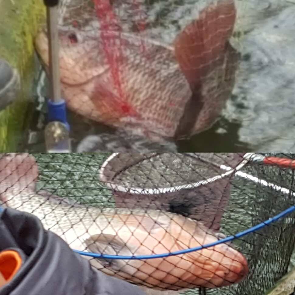 감칠맛 (유료터정보 - 유료터점주조황)
