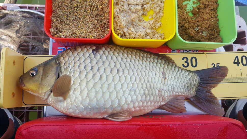 경주 동산낚시터 지난주 조황 (유료터정보 - 유료터점주조황)