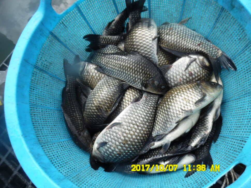 경주동산낚시터 지난주 조황 (유료터정보 - 유료터점주조황)