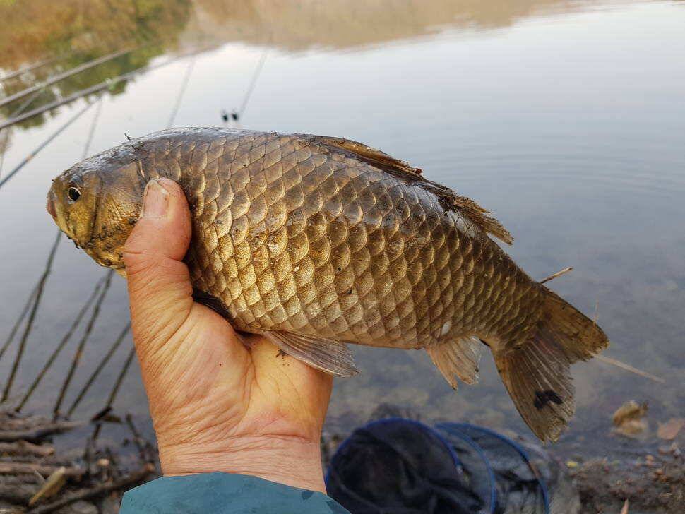 fish_pay_fc2e5_094114_47558.jpg
