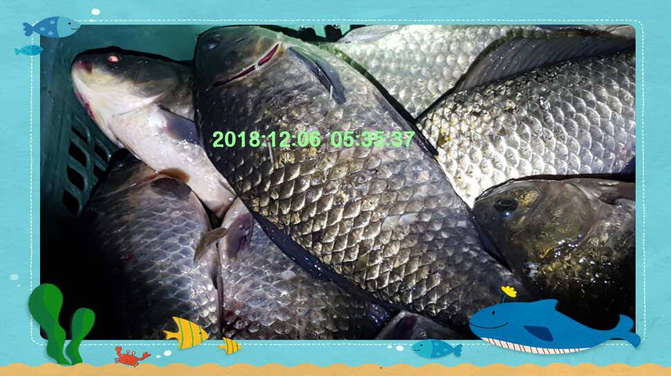 신원낚시터 12월 11일 토종붕어 방류 동영상 입니다 (유료터정보 - 유료터점주조황)
