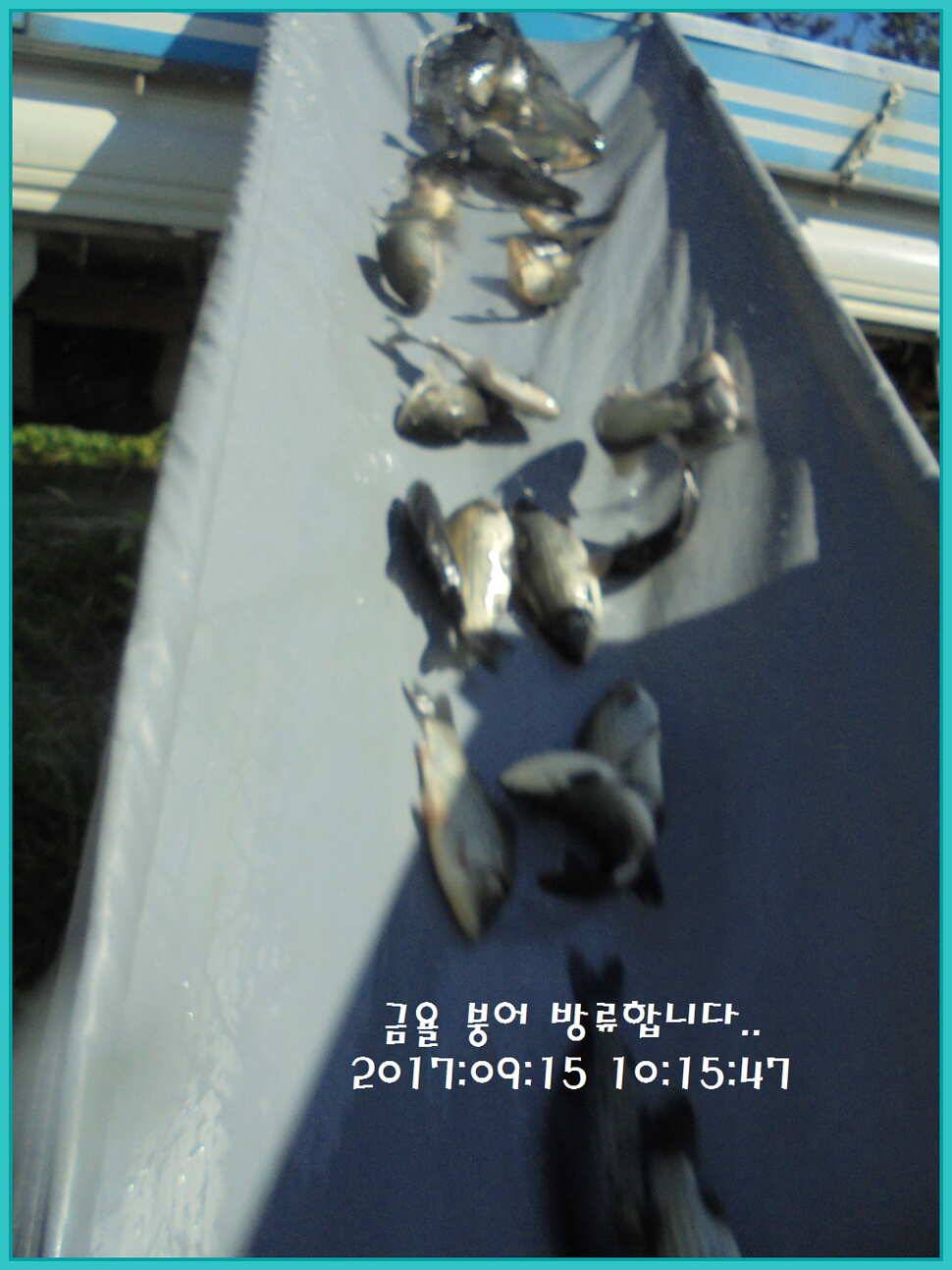 도심속의 작은 쉼터 화성 관리 낚시터입니다밤 조황 제일 핫 한곳 (유료터정보 - 유료터점주조황)