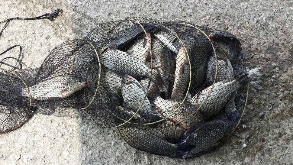 반제지 9월12일조황정보입니다 (유료터정보 - 유료터점주조황)