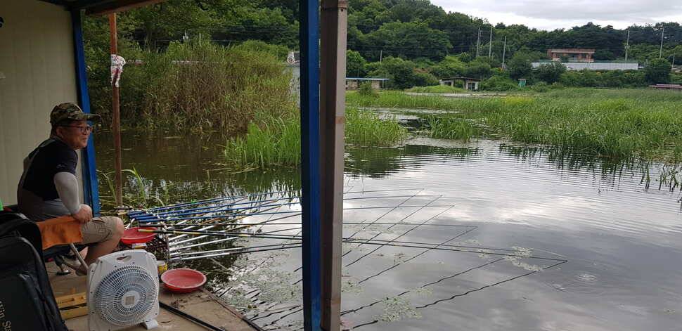 당진 가교리낚시터 7월 8일 토종붕어 조황 (유료터정보 - 유료터점주조황)