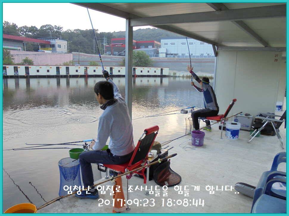 도심속의 작은 쉼터 화성 관리 낚시터입니다노지보단 방가로쪽 상류보단 하류쪽이 더 좋았습니다 (유료터정보 - 유료터점주조황)