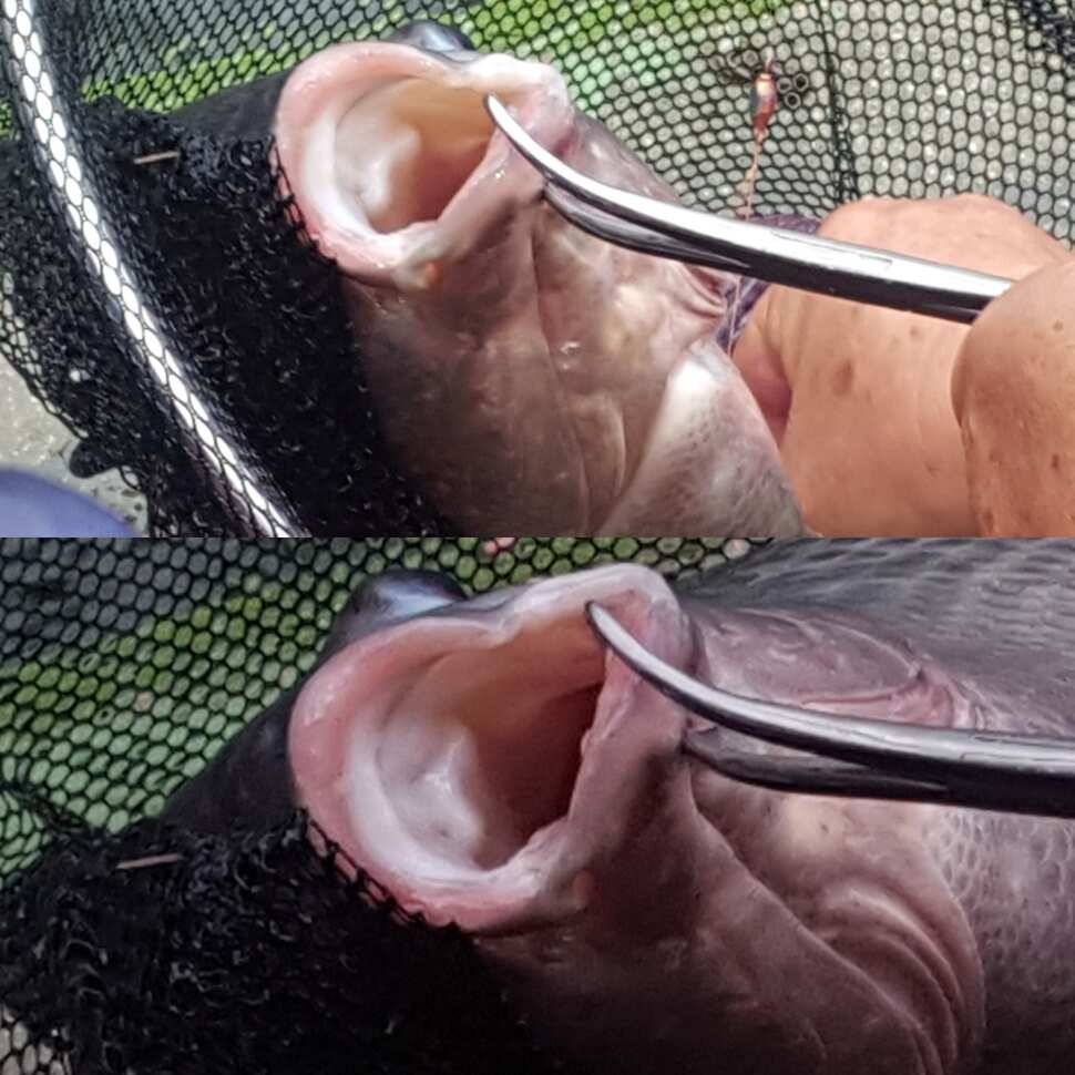 침묵의 팬 (유료터정보 - 유료터점주조황)