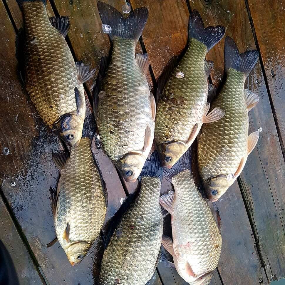 fish_pay_fe8da_015004_61773.jpg