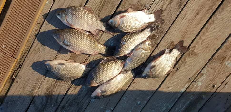 fish_pay_fecff_072612_58424.jpg