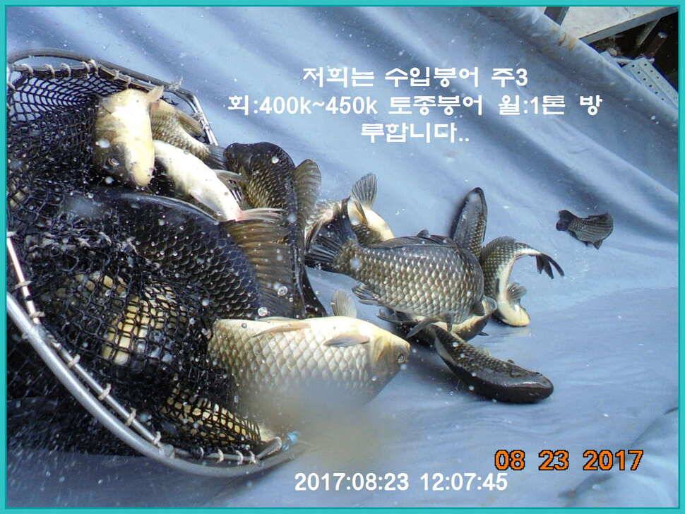 도심속의 작은 쉼터 화성 관리 낚시터입니다수확의 계절입니다 (유료터정보 - 유료터점주조황)