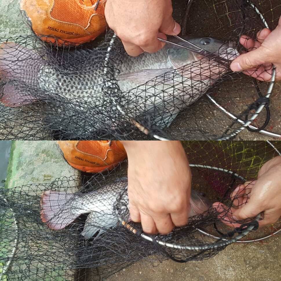 낚시맹 (유료터정보 - 유료터점주조황)