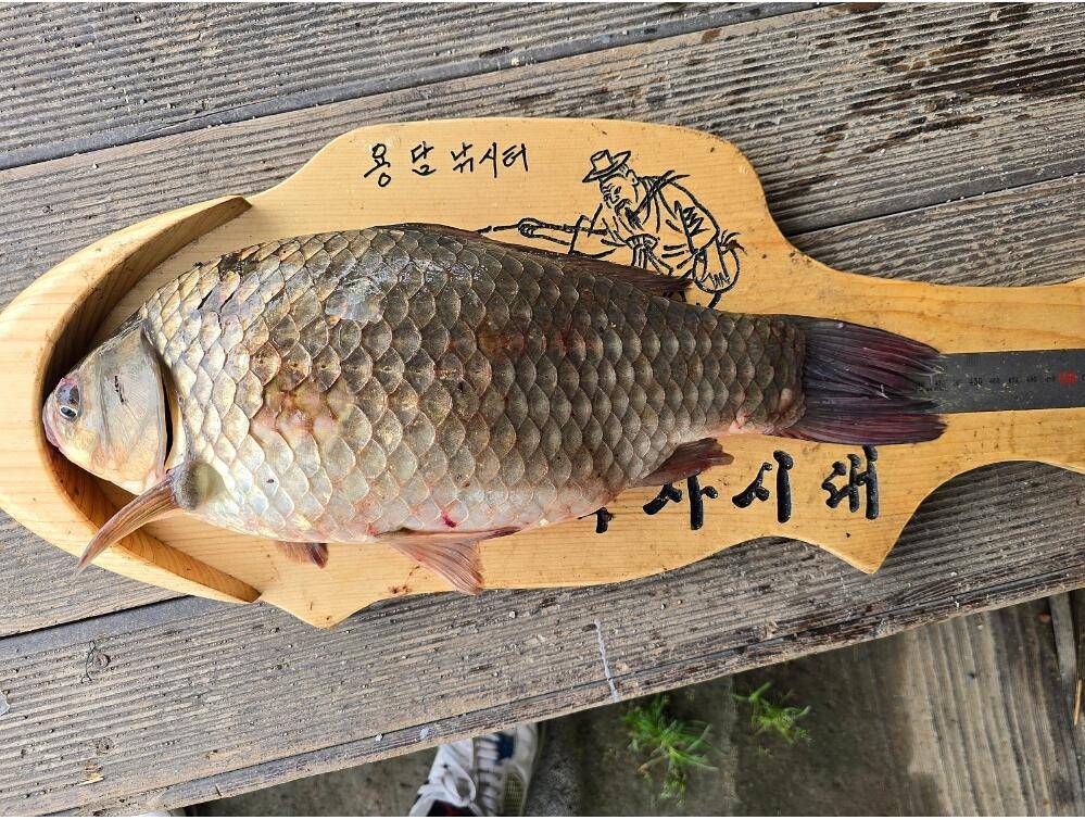 2024년 7월 마지막주 조황정보 용담낚시터사암지4짜 1마리 (유료터정보 - 유료터점주조황)
