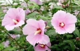 8月엔 (커뮤니티 - 자유게시판)