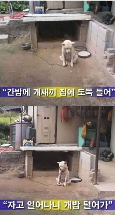 긴급뉴스 (커뮤니티 - 자유게시판)