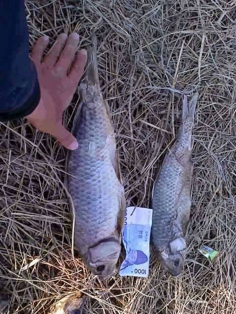드디어5짜붕어를 만났읍니다 (커뮤니티 - 자유게시판)