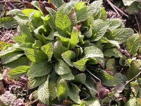 곰보배추의 효능 (커뮤니티 - 자유게시판)