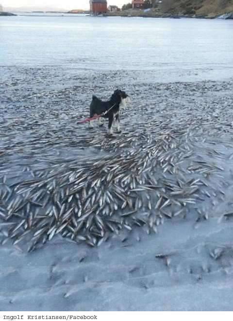 얼음낚시 조과 100 보장 못잡으면 백배 환불 (커뮤니티 - 자유게시판)