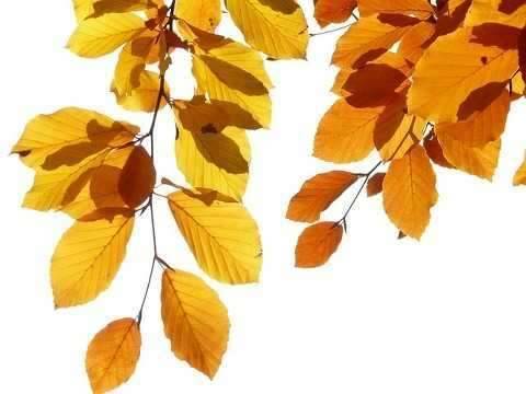 10月엔 (커뮤니티 - 자유게시판)