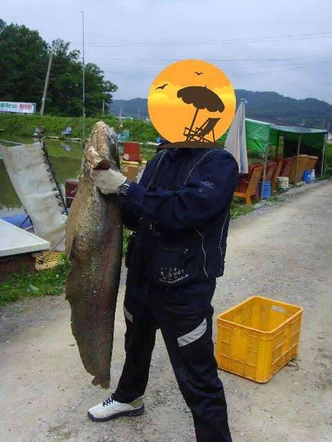 대형메기 잡을라면 채비어떻게 하나요 (커뮤니티 - 자유게시판)