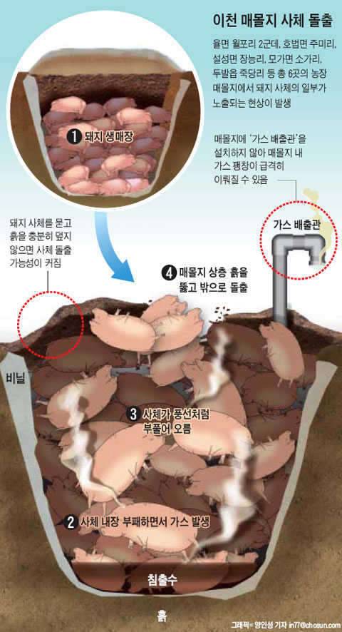 구제역과 대재앙 (커뮤니티 - 자유게시판)