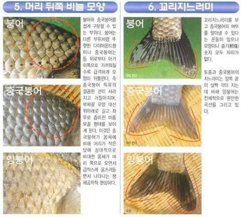 붕어와 잉붕어 확실한구별 (커뮤니티 - 자유게시판)