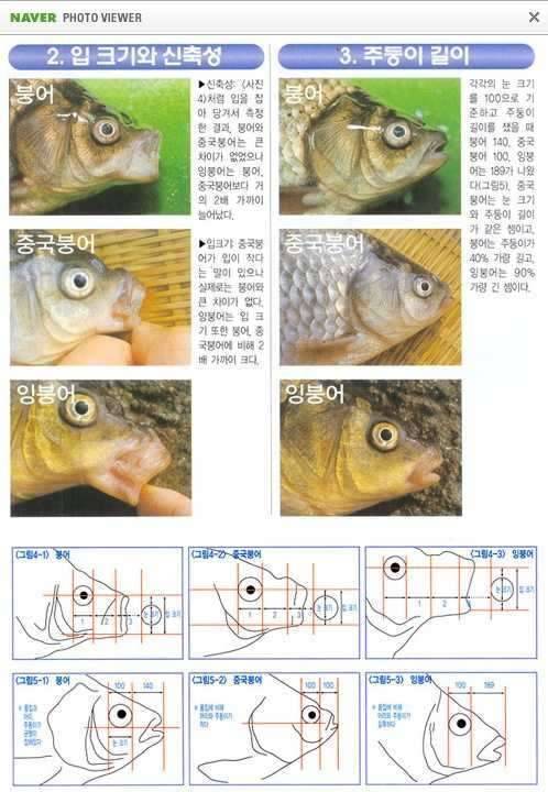 붕어와 잉붕어 확실한구별 (커뮤니티 - 자유게시판)