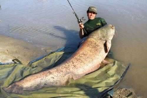 유럽 최대 113kg ‘괴물 메기’ 낚였다 (커뮤니티 - 자유게시판)