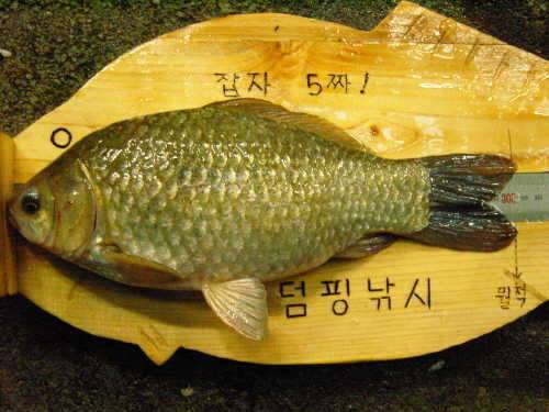 붕어는 어디에 (커뮤니티 - 자유게시판)