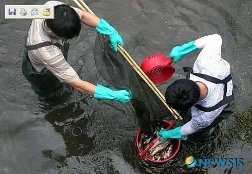 대구 금호강 물고기 때죽음ㅠㅠ (커뮤니티 - 자유게시판)