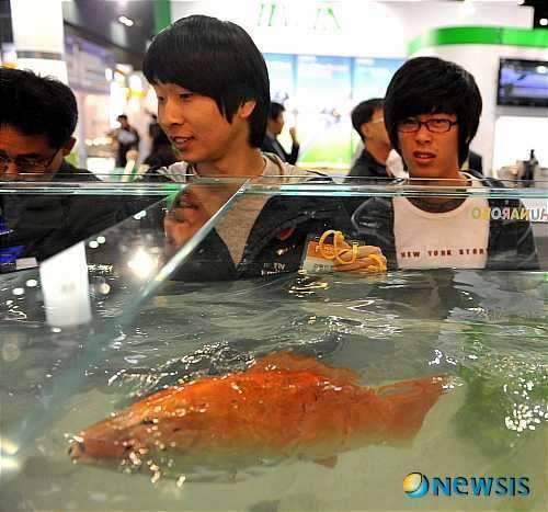 로봇물고기 구경하세요 (커뮤니티 - 자유게시판)