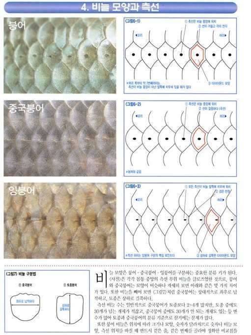 붕어와 잉붕어 확실한구별 (커뮤니티 - 자유게시판)