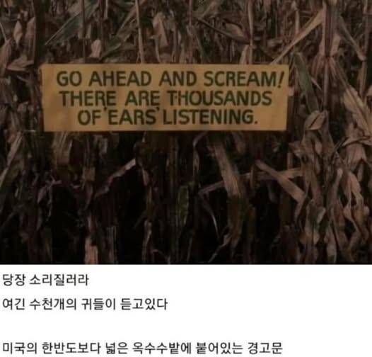 광대한 미국 옥수수밭에서 길을 잃고 실종되면 시체도 못찾는다는 공포글 보다가 생각난건데 (커뮤니티 - 자유게시판)