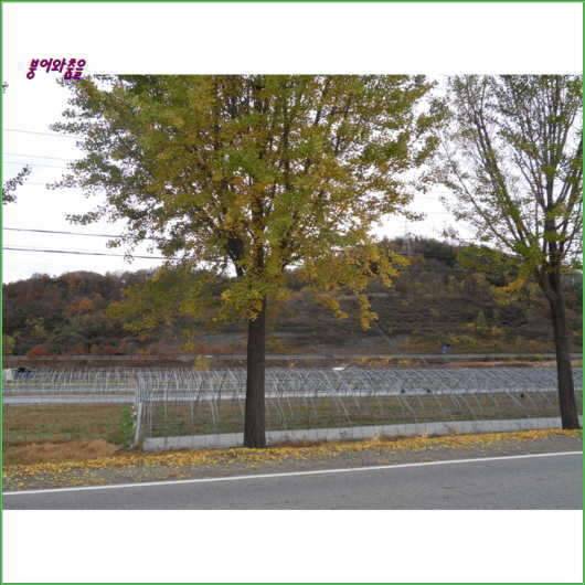은행나무 암수 구별법 (커뮤니티 - 자유게시판)