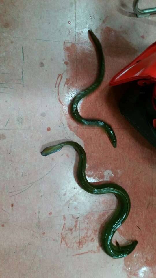 충주댐 장어낚시 댕겨왔어요 (커뮤니티 - 자유게시판)