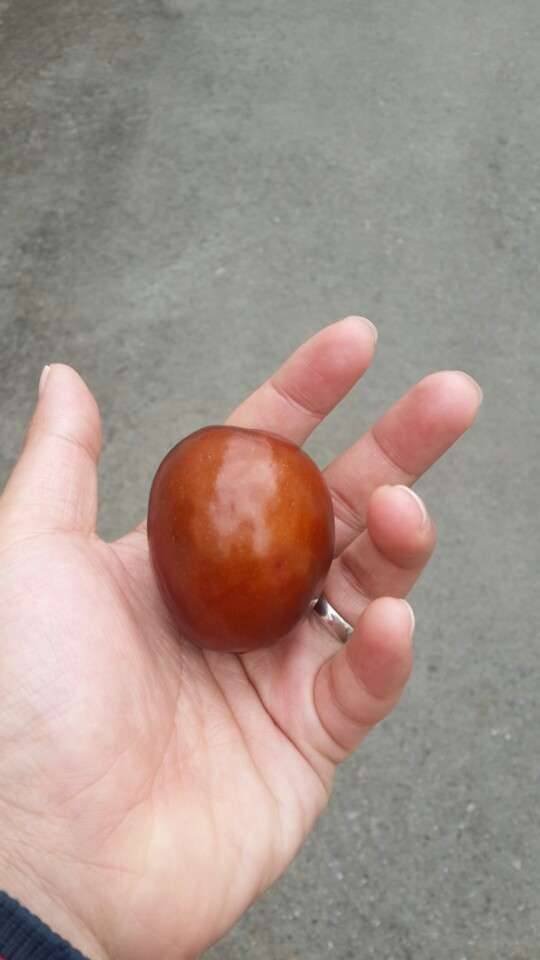 5짜 대추입니다 한번도 못보셨을꺼라 생각하여 (커뮤니티 - 자유게시판)