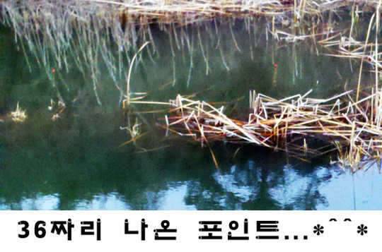 바 보 붕 어 (커뮤니티 - 자유게시판)