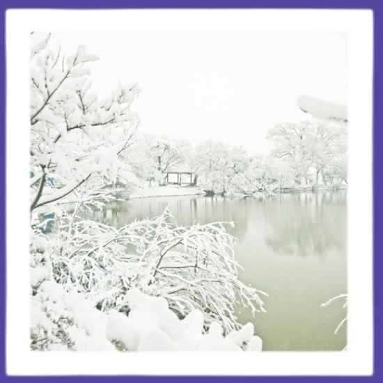 눈덥힌 세상이 아름답습니다 (커뮤니티 - 자유게시판)