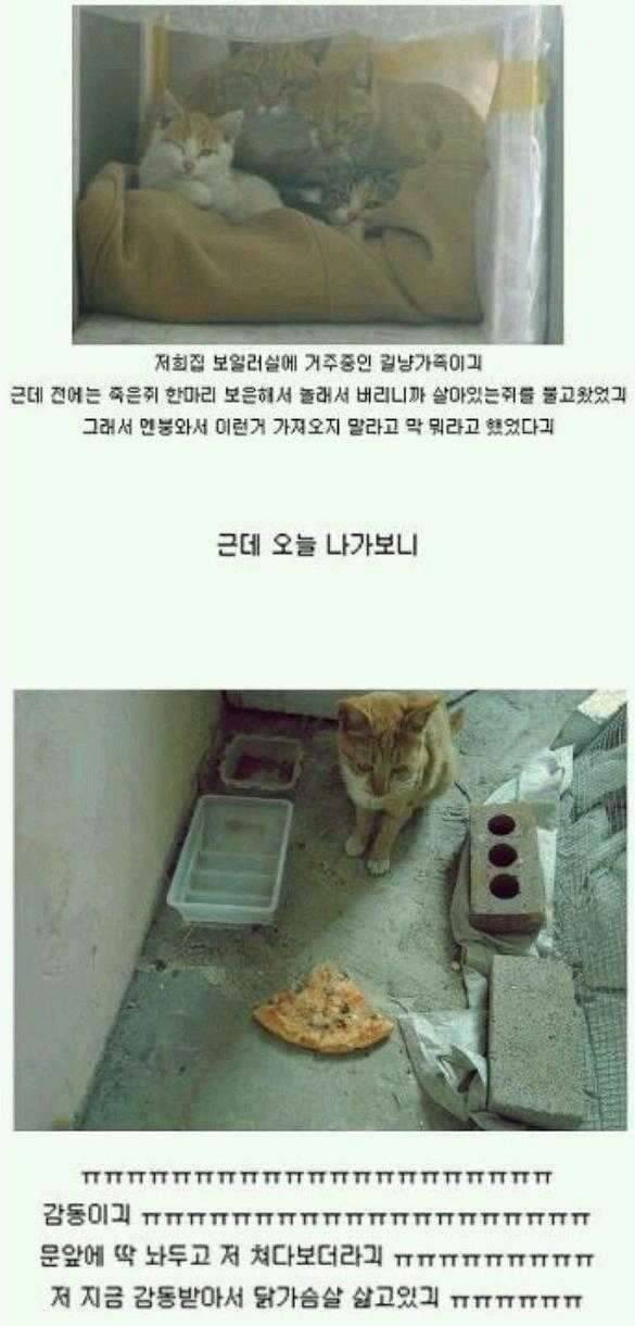 고양이의 보은 (커뮤니티 - 자유게시판)