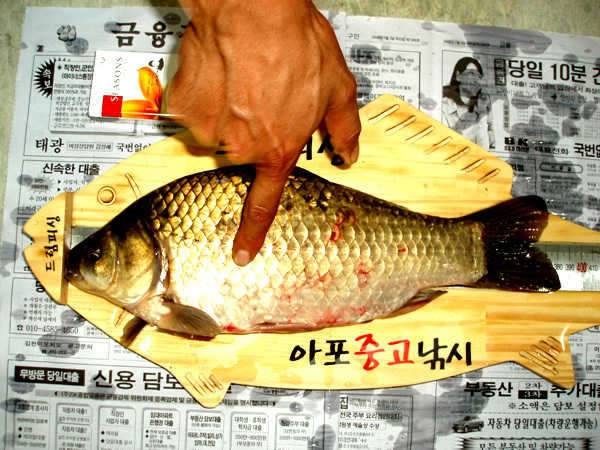 월척신고합니다 ▶사진첨부◀ (커뮤니티 - 자유게시판)