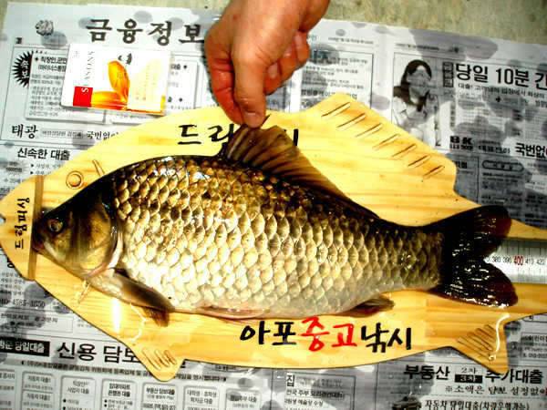 월척신고합니다 ▶사진첨부◀ (커뮤니티 - 자유게시판)
