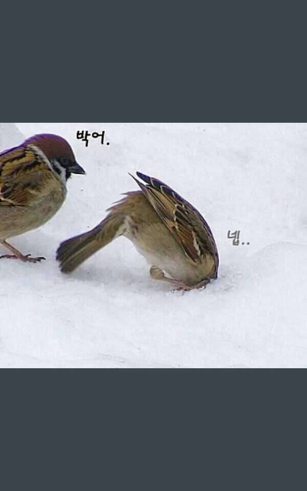 추평지 꽝중 (커뮤니티 - 자유게시판)