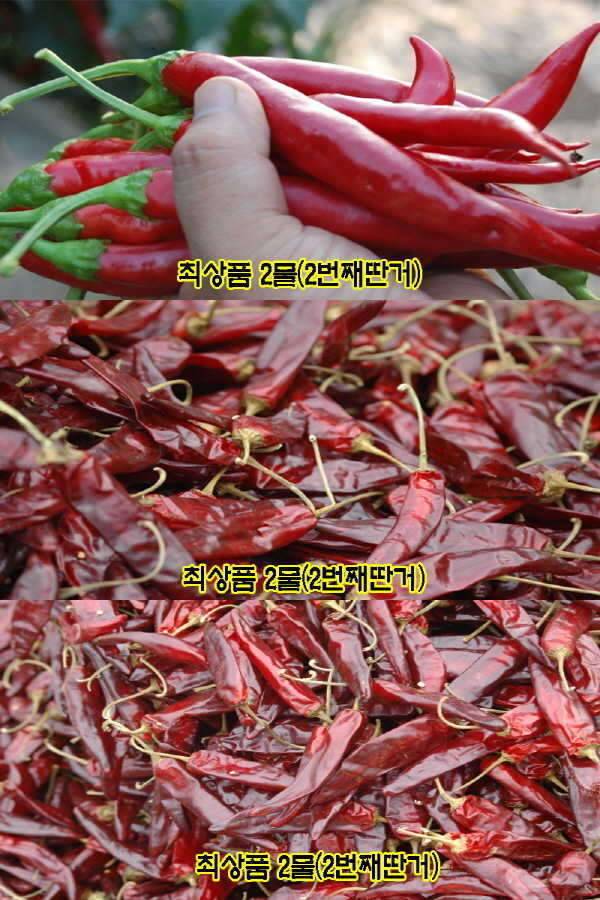 최상품 영양고추 팜니다14일 배송완료 (커뮤니티 - 자유게시판)