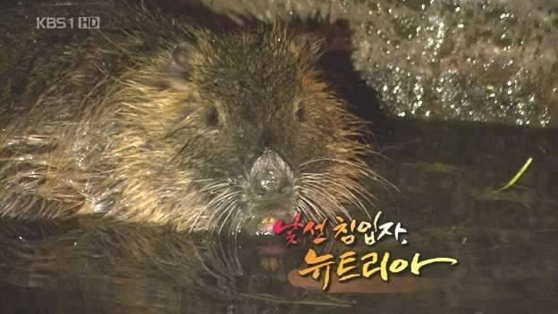 뉴트리아이넘이맞습니다 (커뮤니티 - 자유게시판)
