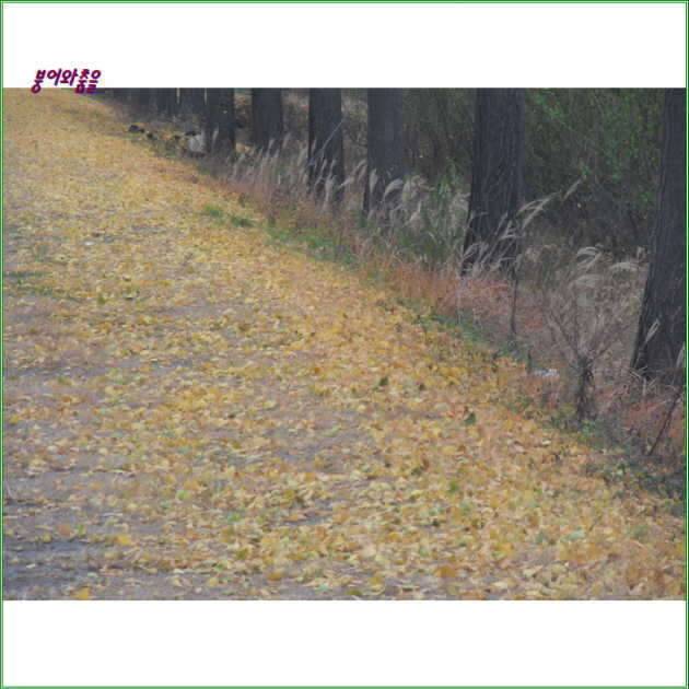 은행나무 암수 구별법 (커뮤니티 - 자유게시판)