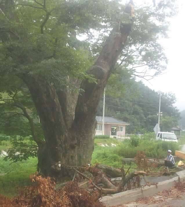 당산나무베기 (커뮤니티 - 자유게시판)