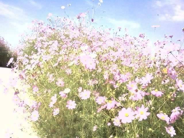 안출 눈발 날린답니다 스퐁이님 장가간다는데 서설이죠 (커뮤니티 - 자유게시판)