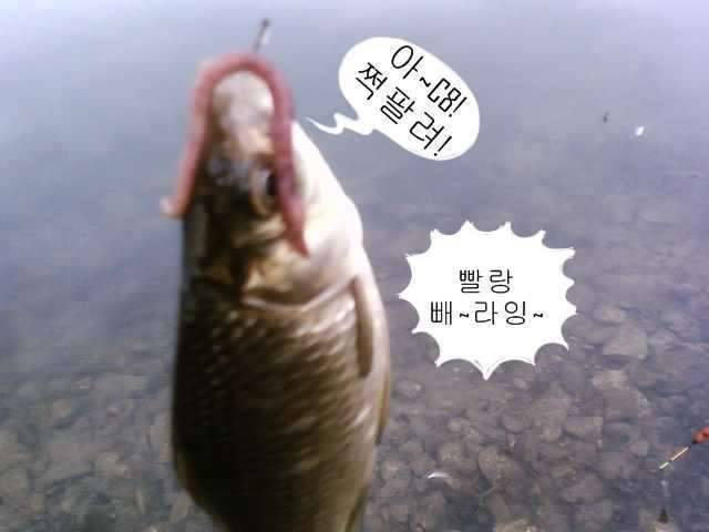 붕애야 놀자 (커뮤니티 - 자유게시판)