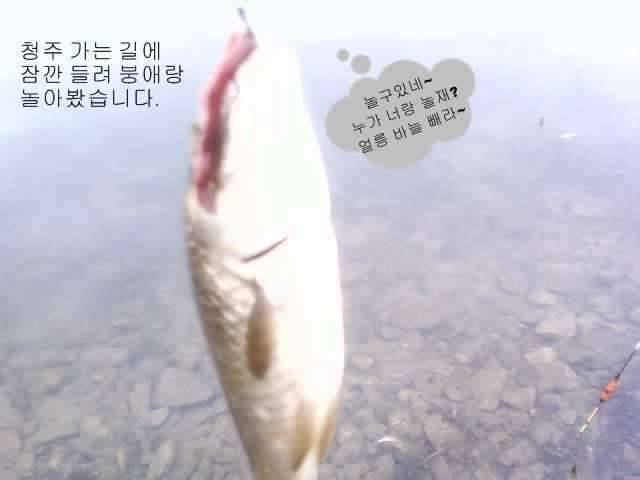 붕애야 놀자 (커뮤니티 - 자유게시판)