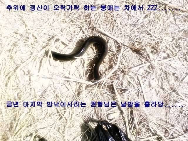 떡밥을 사랑한 뱀장어 (커뮤니티 - 자유게시판)