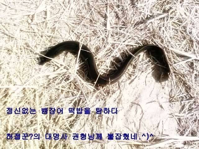 떡밥을 사랑한 뱀장어 (커뮤니티 - 자유게시판)
