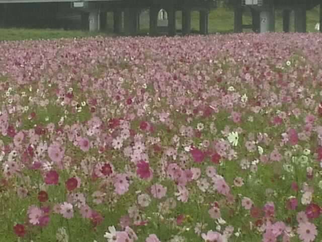 잡히면 죽는다 (커뮤니티 - 자유게시판)